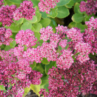 Sedum spectabile brilliant ( brilliant group ) - Sedum Brillant - Plantes vivaces