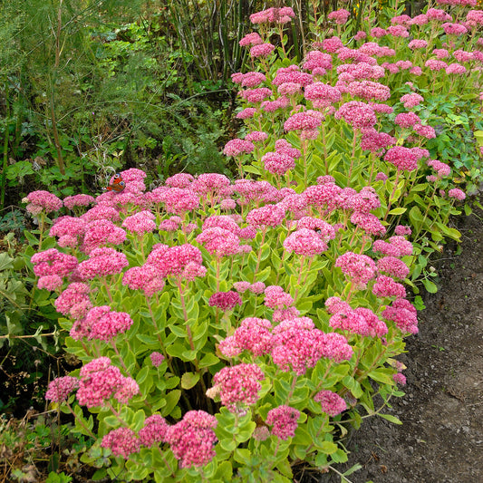 3 Sedum Brillant - Bakker