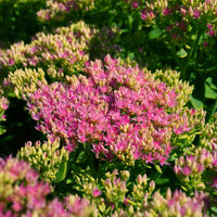 Sedum Brillant - Sedum spectabile brilliant ( brilliant group ) - Bakker