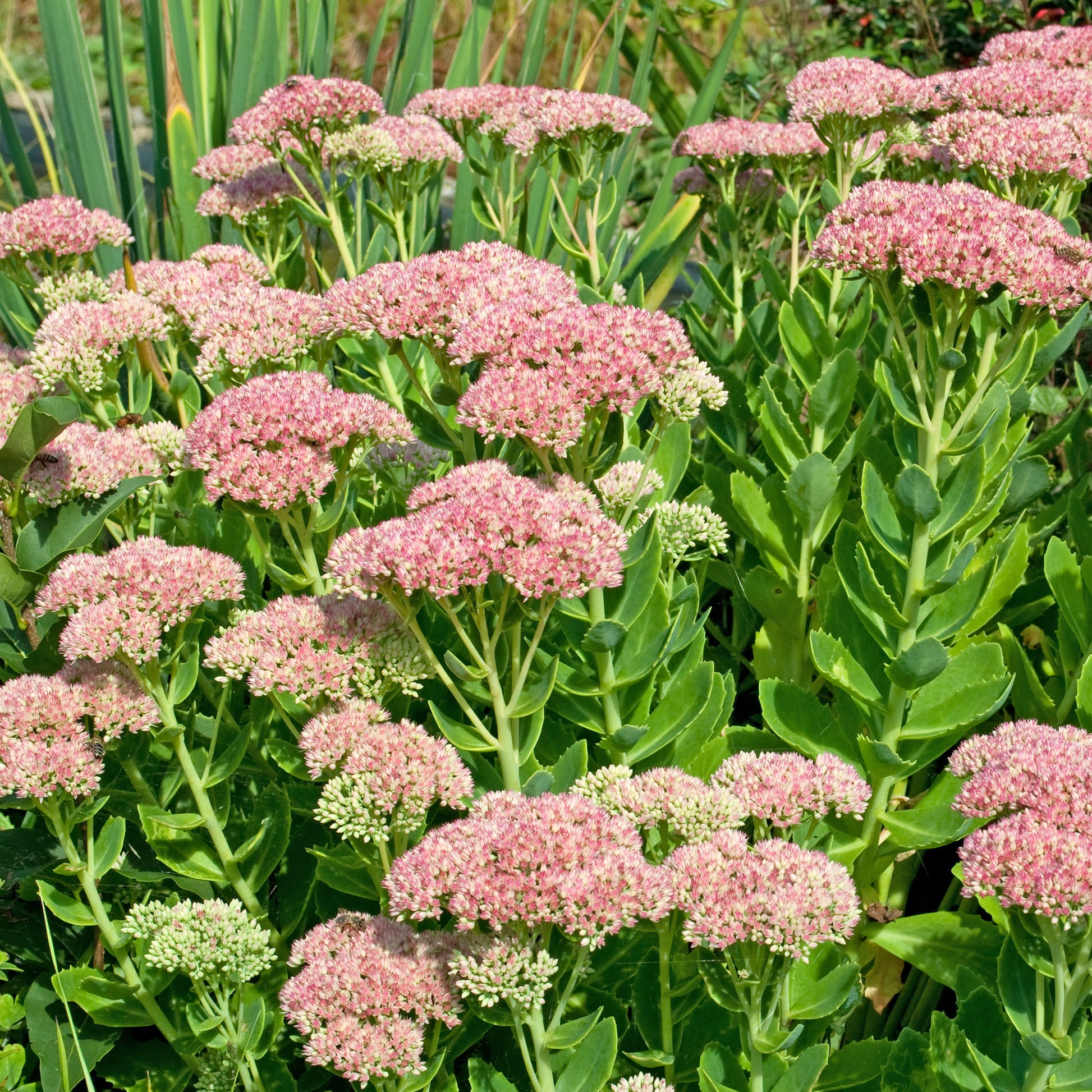 Sedum spectabile carmen - Sedum Carmen - Plantes vivaces