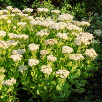 Sedum spectabile Stardust - Sedum Stardust - Plantes vivaces