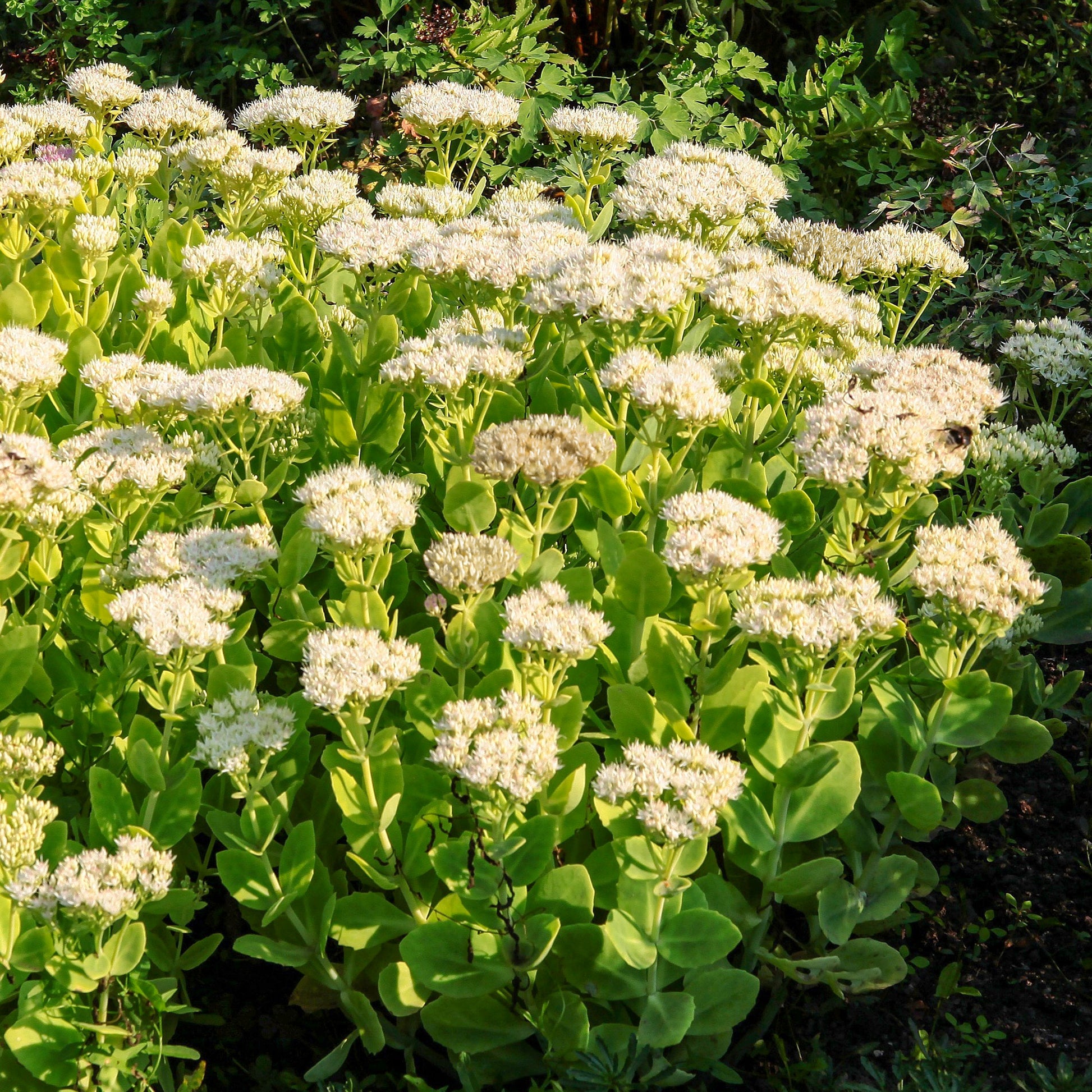 Sedum spectabile Stardust - Sedum Stardust - Plantes vivaces