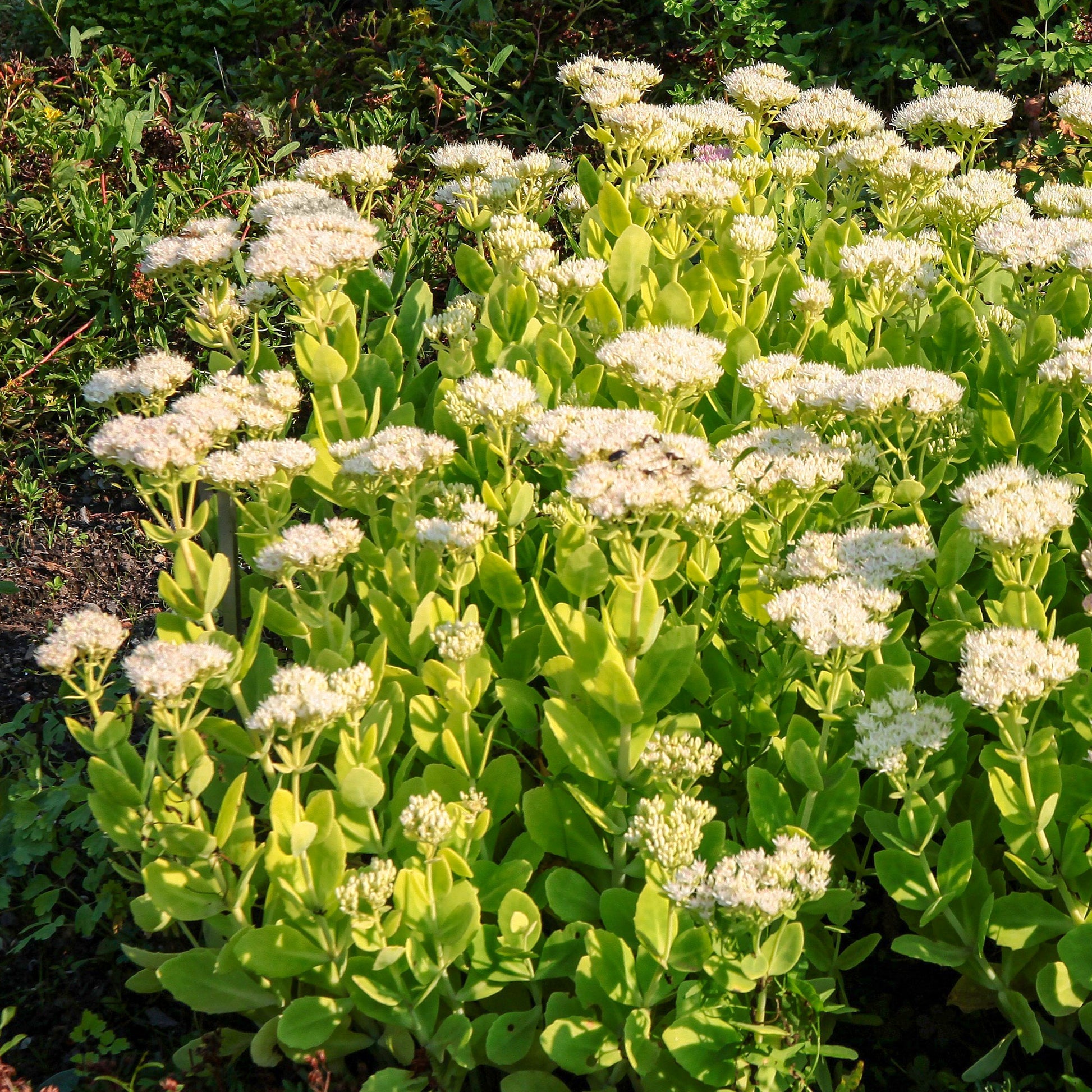 Plantes vivaces - Sedum Stardust - Sedum spectabile Stardust