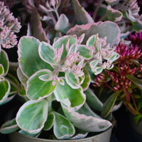 Sedum spurium Variegatum - Sedum spurium panaché - Sedum - Orpin
