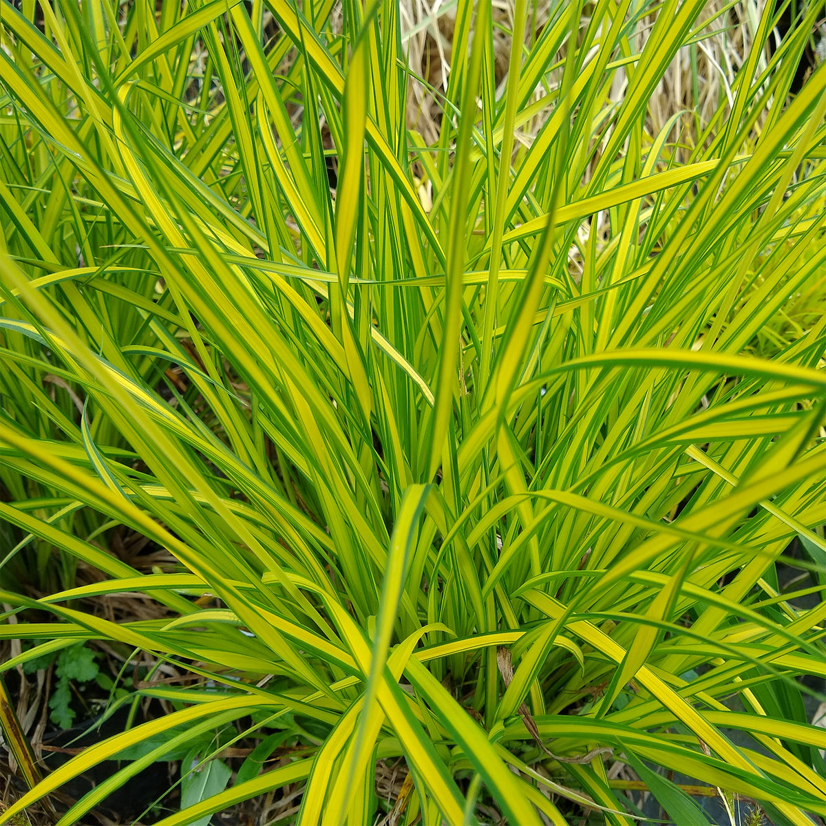 Laîche dorée - Carex Aurea - Carex elata aurea - Bakker