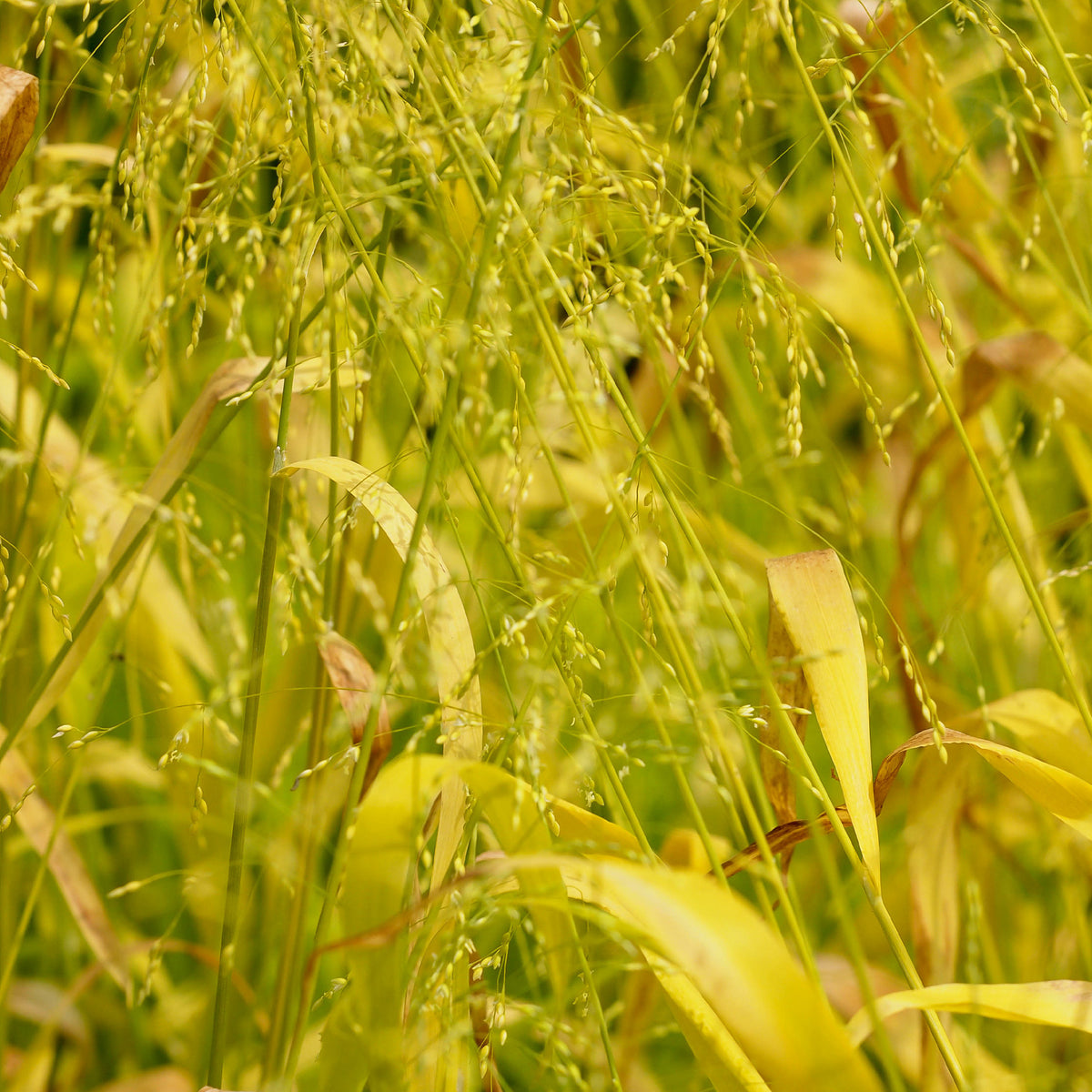 Milium effusum Aureum - Bakker