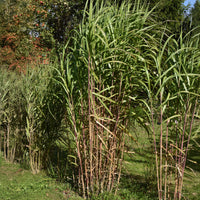 Eulalie gigantesque - Miscanthus giganteus (floridulus) - Bakker