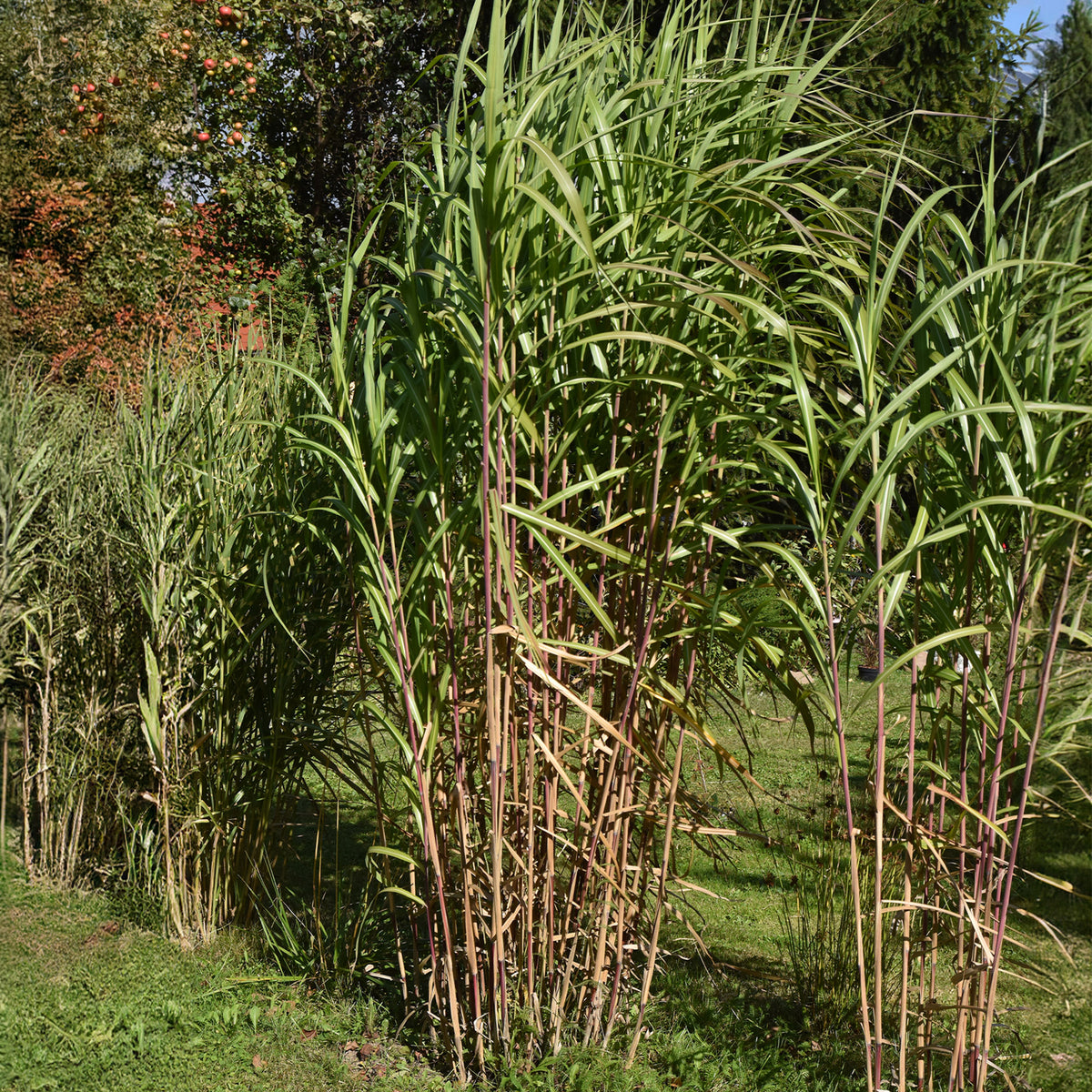 Eulalie gigantesque - Miscanthus giganteus (floridulus) - Bakker