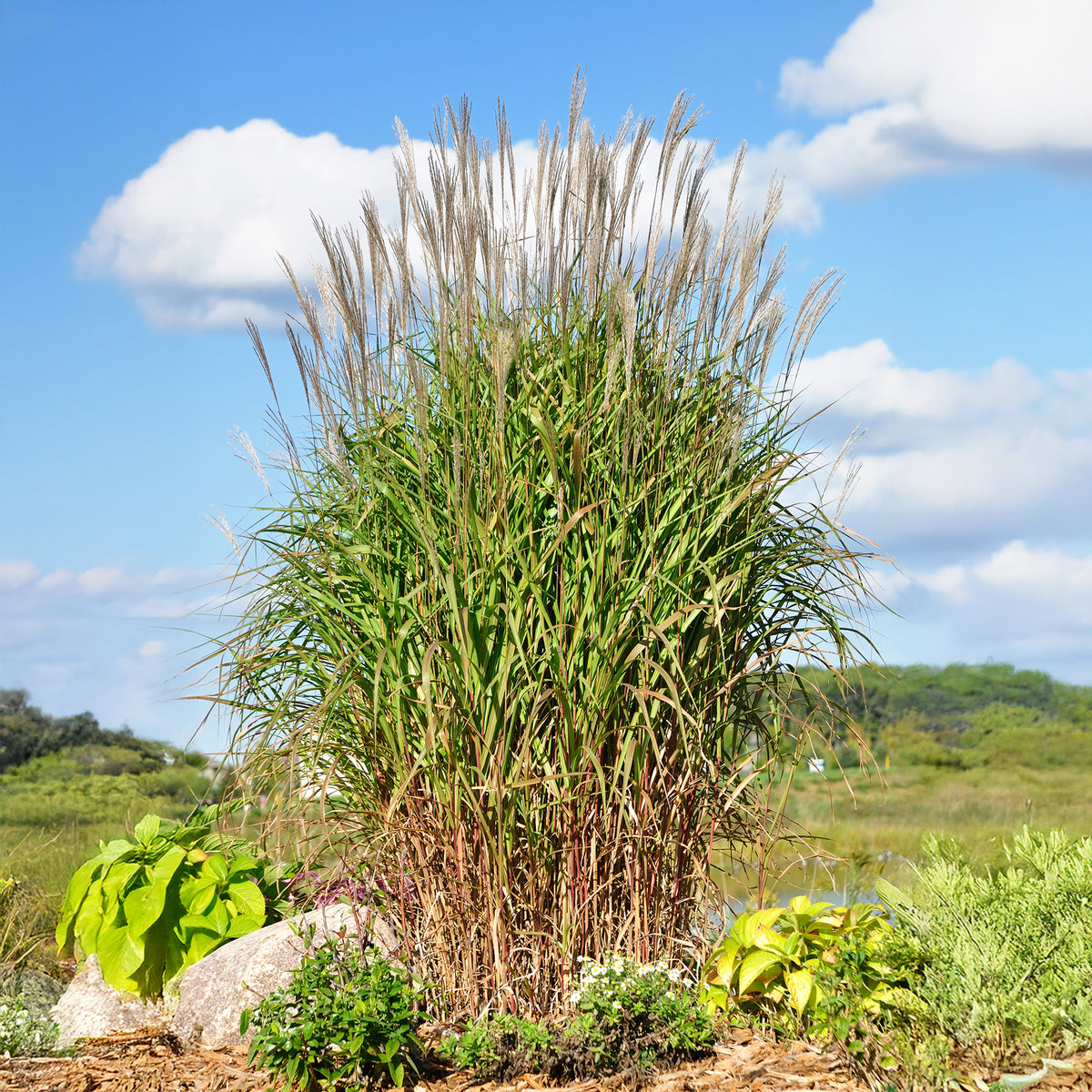Miscanthus sinensis ssp purpurascens - Eulalie Purpurascens - Eulalie - Miscanthus