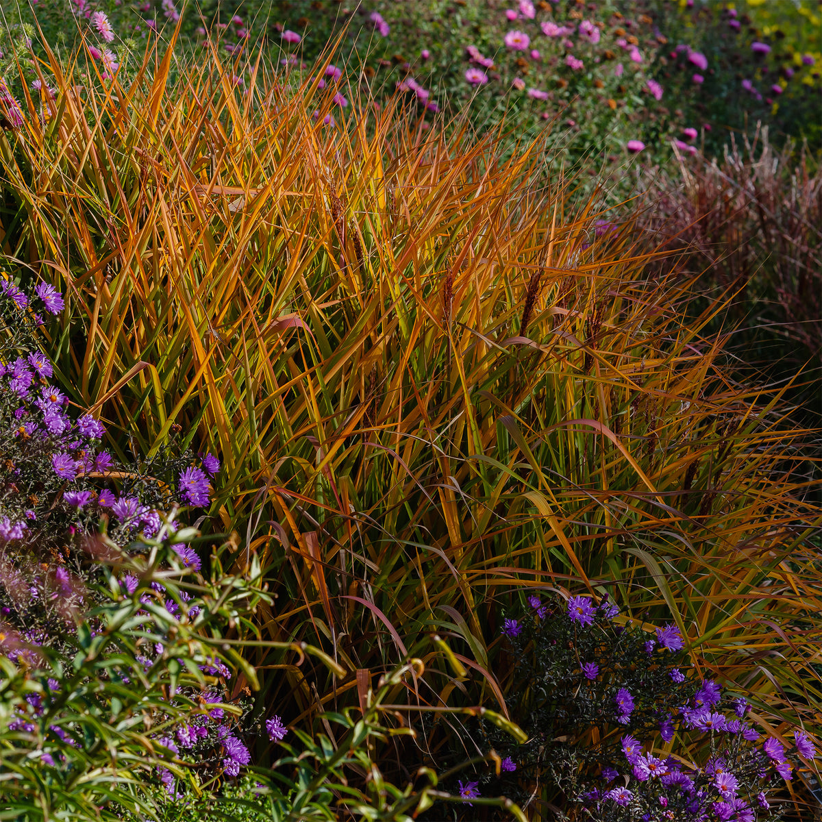 Eulalie Purpurascens - Miscanthus sinensis ssp purpurascens - Bakker
