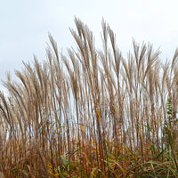 Eulalie China - Miscanthus sinensis china - Bakker