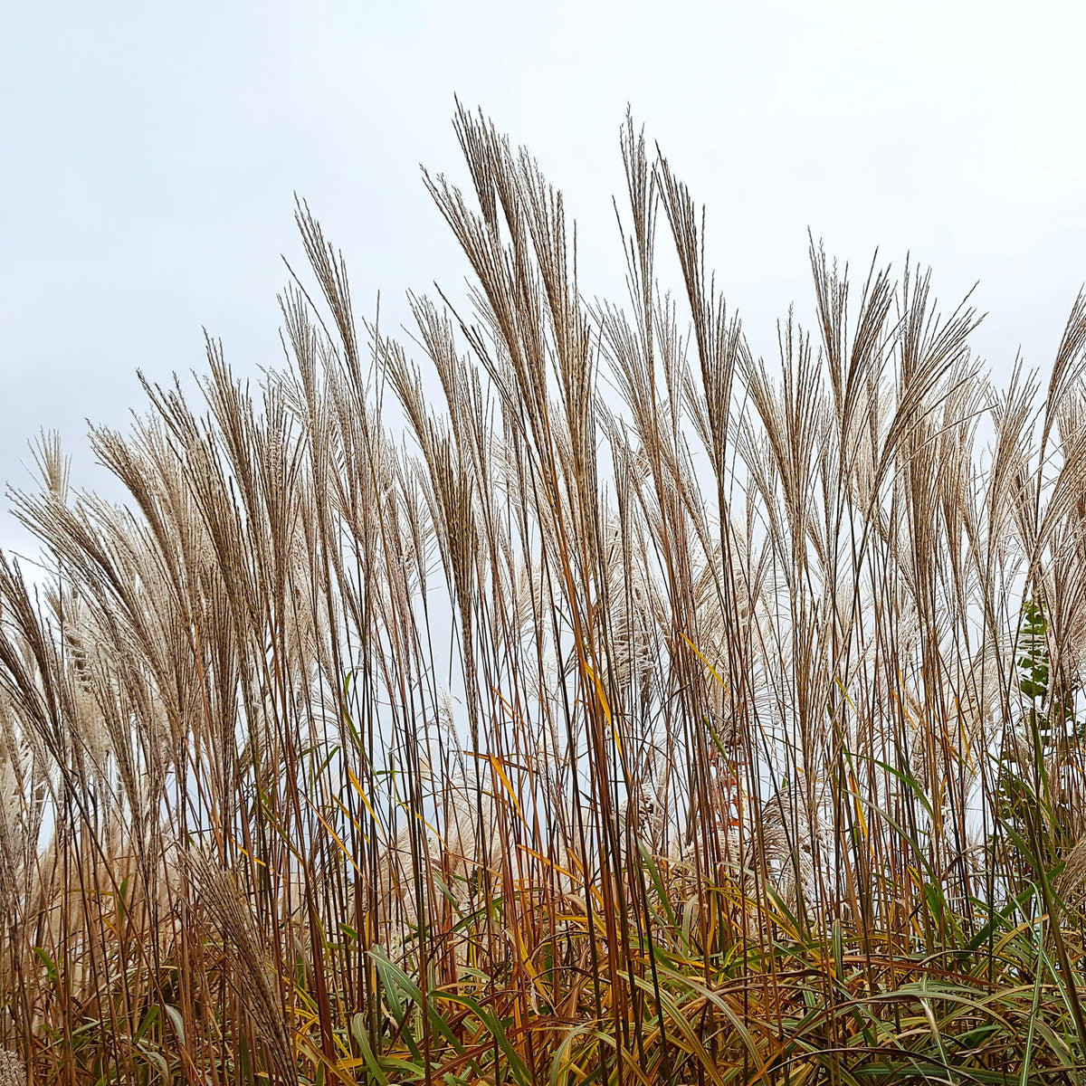 Eulalie China - Miscanthus sinensis china - Bakker
