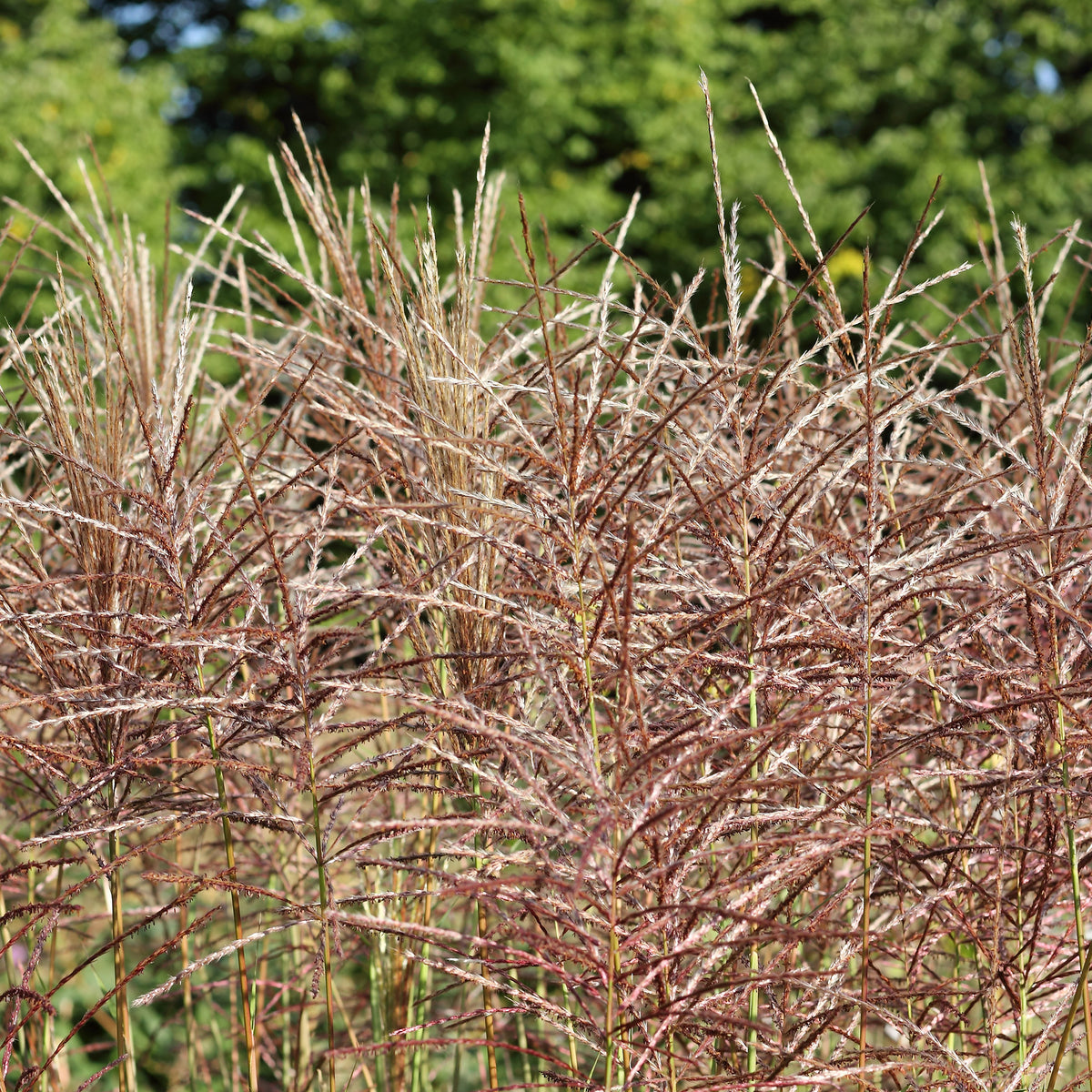 Miscanthus sinensis china - Eulalie China - Eulalie - Miscanthus