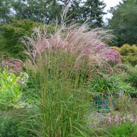 Miscanthus sinensis flamingo - Eulalie Flamingo - Miscanthus - Miscanthus