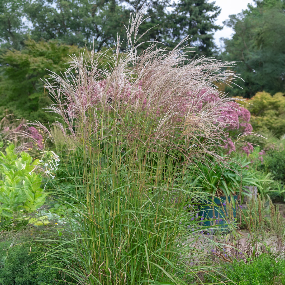 Miscanthus sinensis flamingo - Eulalie Flamingo - Eulalie - Miscanthus