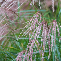 Eulalie Flamingo - Miscanthus sinensis flamingo - Bakker