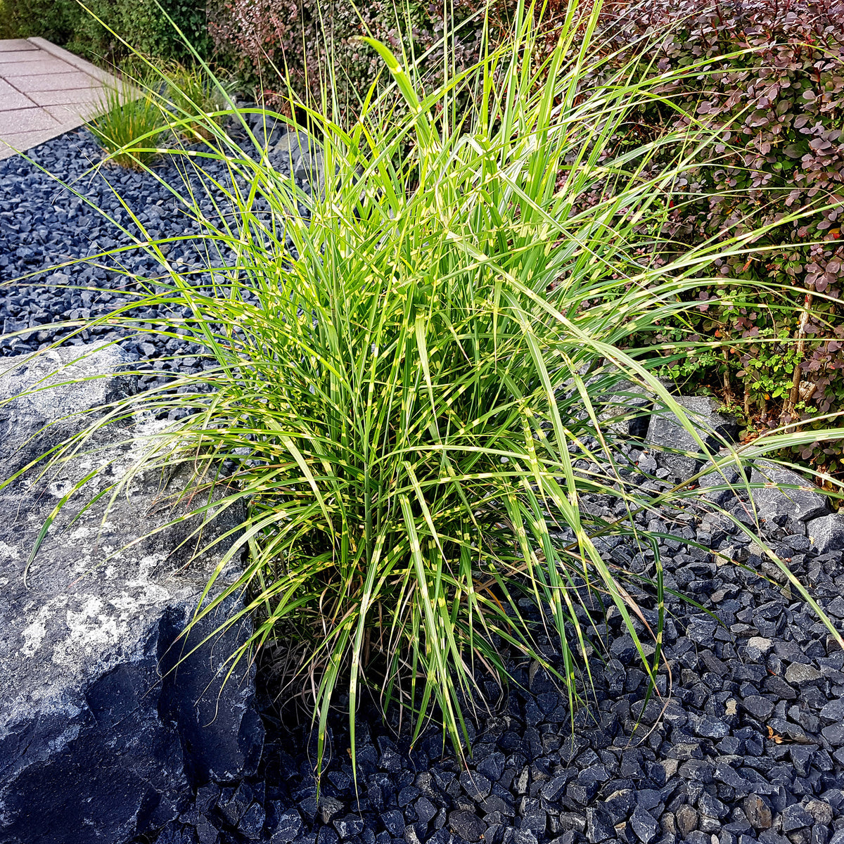 Miscanthus sinensis strictus - Eulalie Strictus - Eulalie - Miscanthus