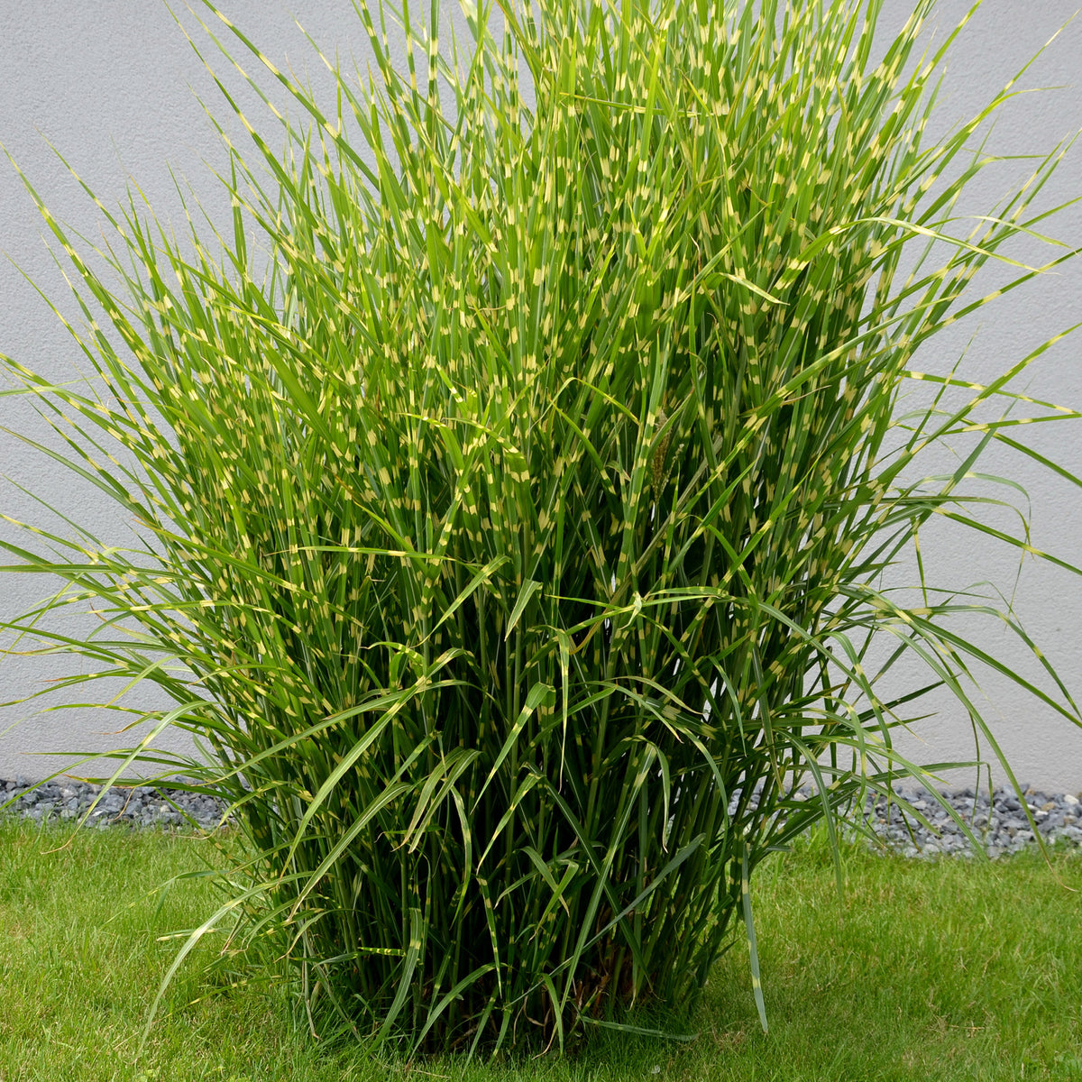 Eulalie Strictus - Miscanthus sinensis strictus - Bakker