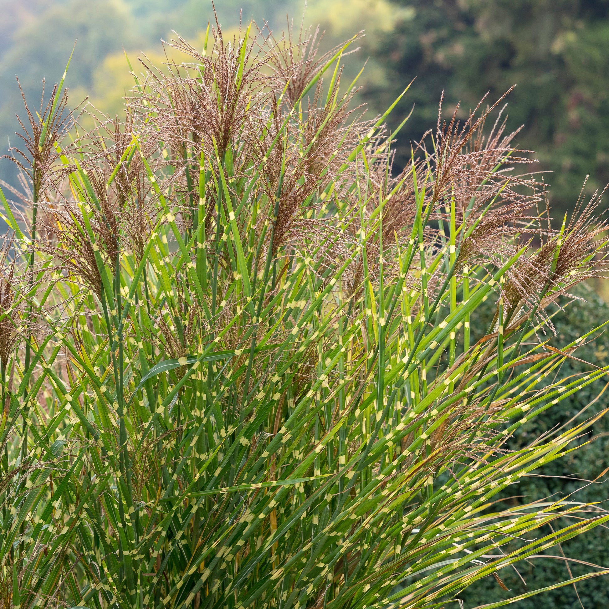 Miscanthus - Miscanthus - Eulalie Zebrinus - Miscanthus sinensis Zebrinus