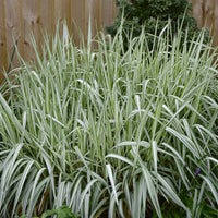 Phalaris panaché Feesey - Baldingère faux-roseau - Bakker