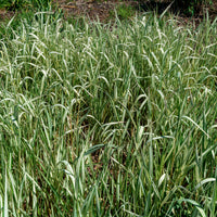 Phalaris panaché Feesey - Baldingère faux-roseau - Phalaris arundinacea Feesey - Bakker