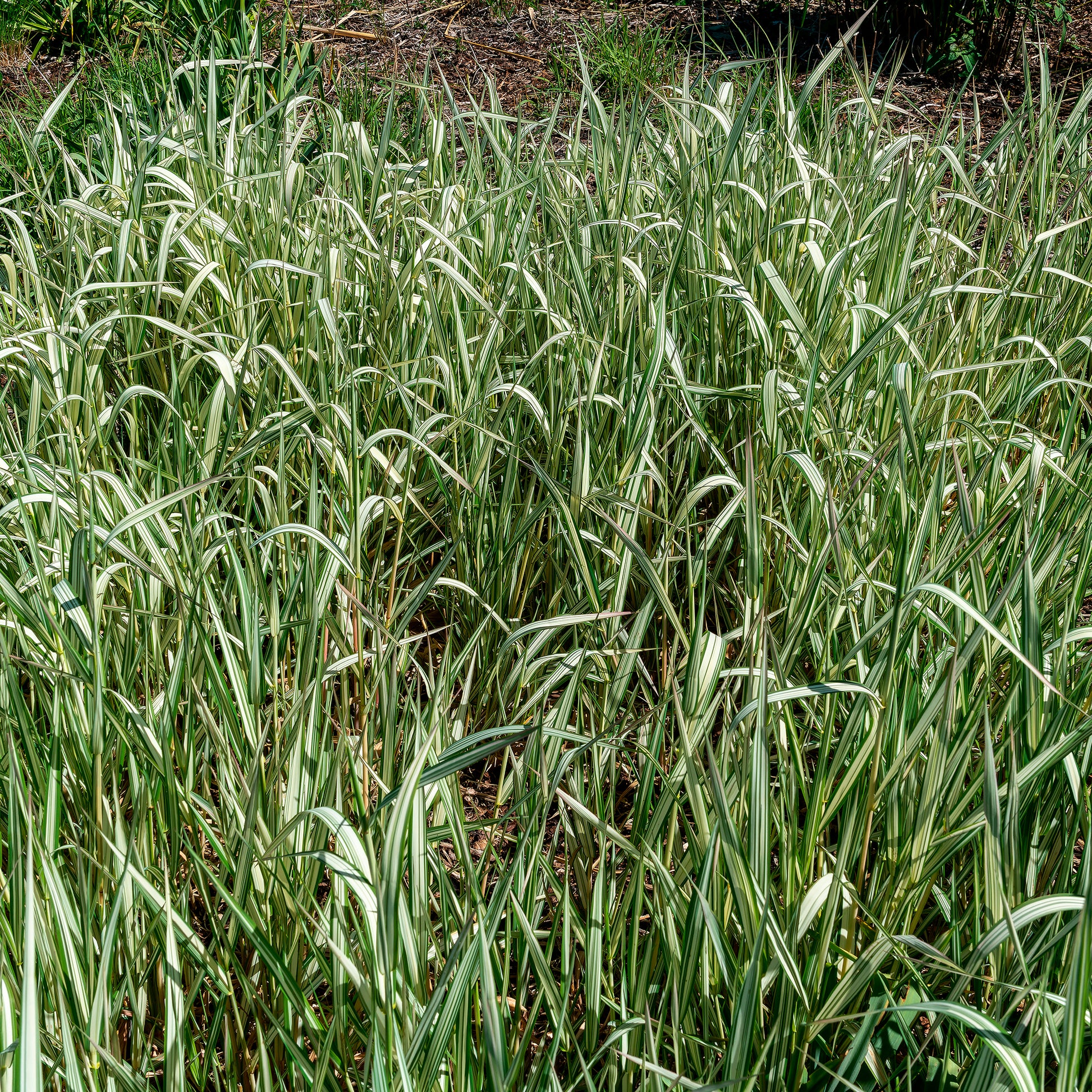 Phalaris panaché Feesey - Baldingère faux-roseau - Phalaris arundinacea Feesey - Bakker