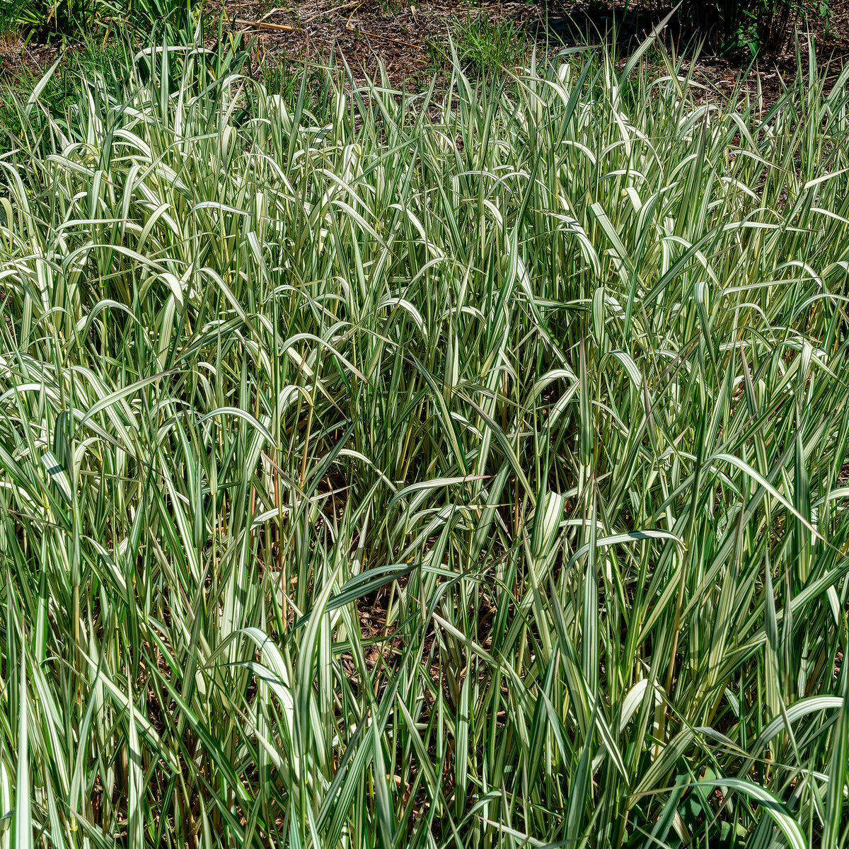 Phalaris panaché Feesey - Baldingère faux-roseau - Phalaris arundinacea Feesey - Bakker