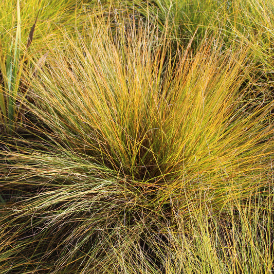 Sporobole à glumes inégales - Bakker