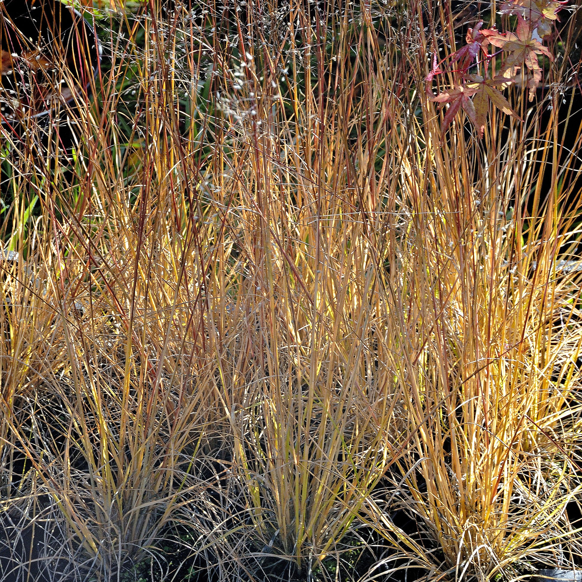Graminées - Sporobole à glumes inégales - Sporobolus heterolepis