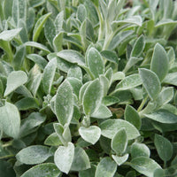 Stachys byzantina Cotton Boll - Oreille de Lapin Cotton Boll - Epiaire de byzance - Plantes vivaces