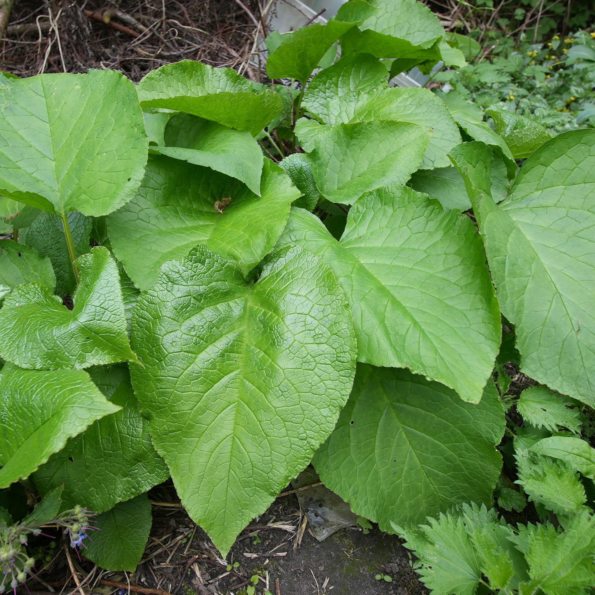 Trachystemon orientalis - Trachystemon orientalis - Bakker