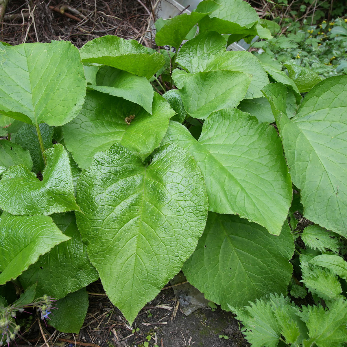 Trachystemon orientalis - Trachystemon orientalis - Bakker