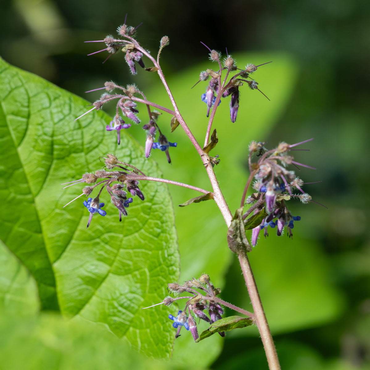 Trachystemon orientalis - Bakker