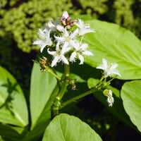Plantes aquatiques - Trèfle d'eau - Menyanthes trifoliata