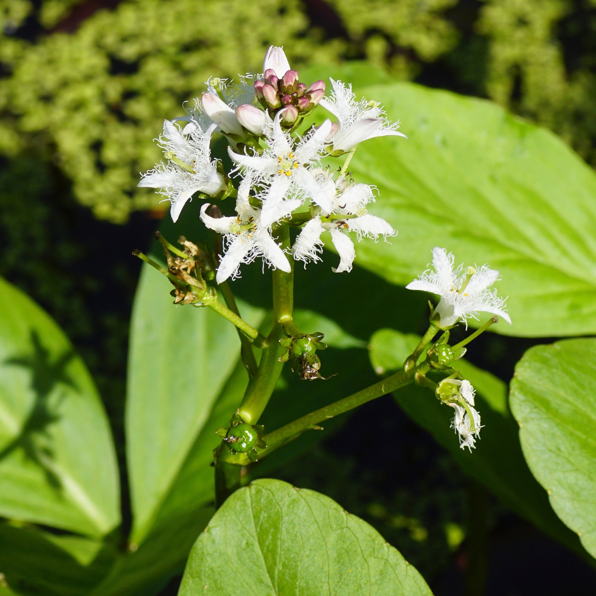 Plantes aquatiques - Trèfle d'eau - Menyanthes trifoliata