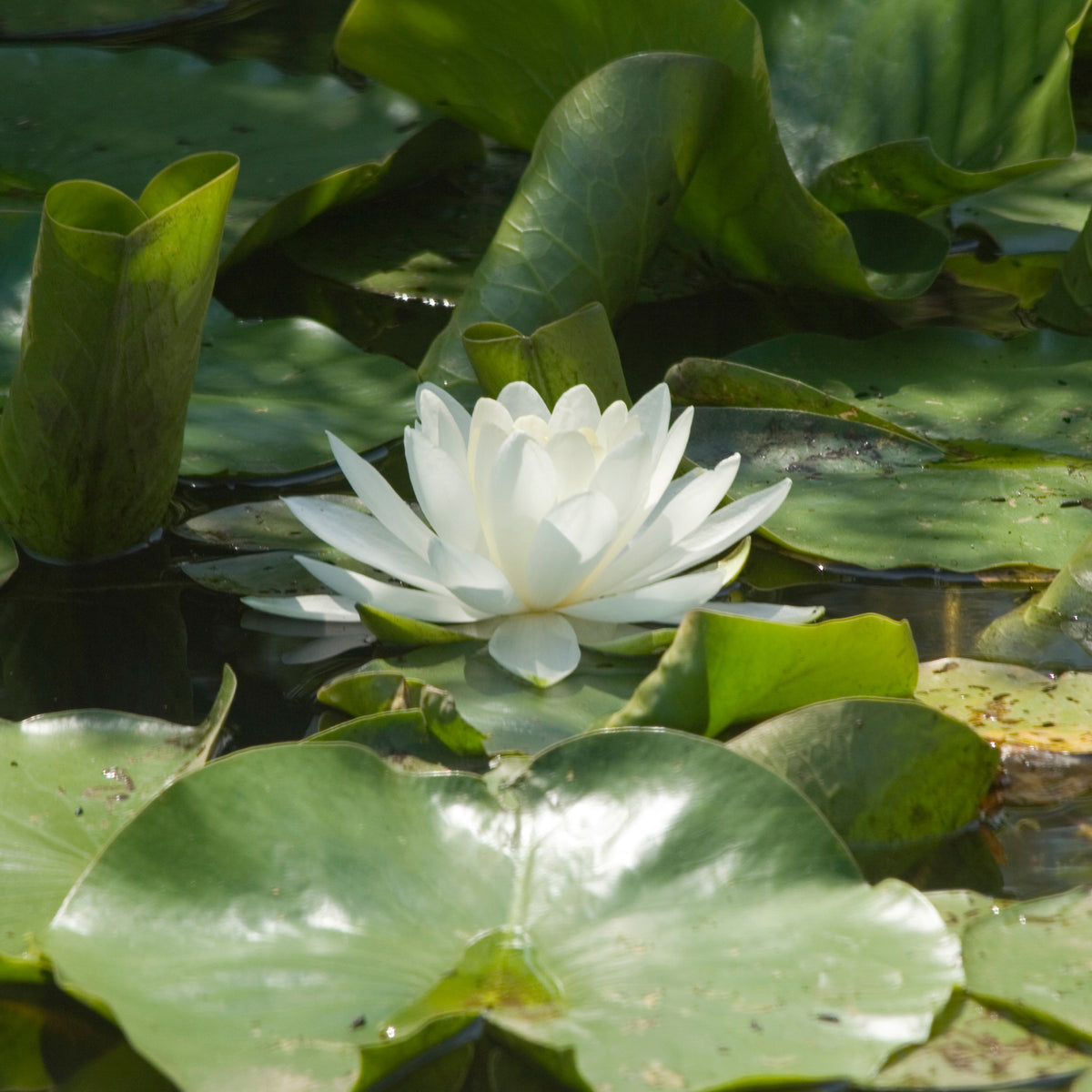 Nénuphar blanc - Bakker