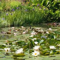 Nénuphar blanc - Nymphaea alba - Bakker