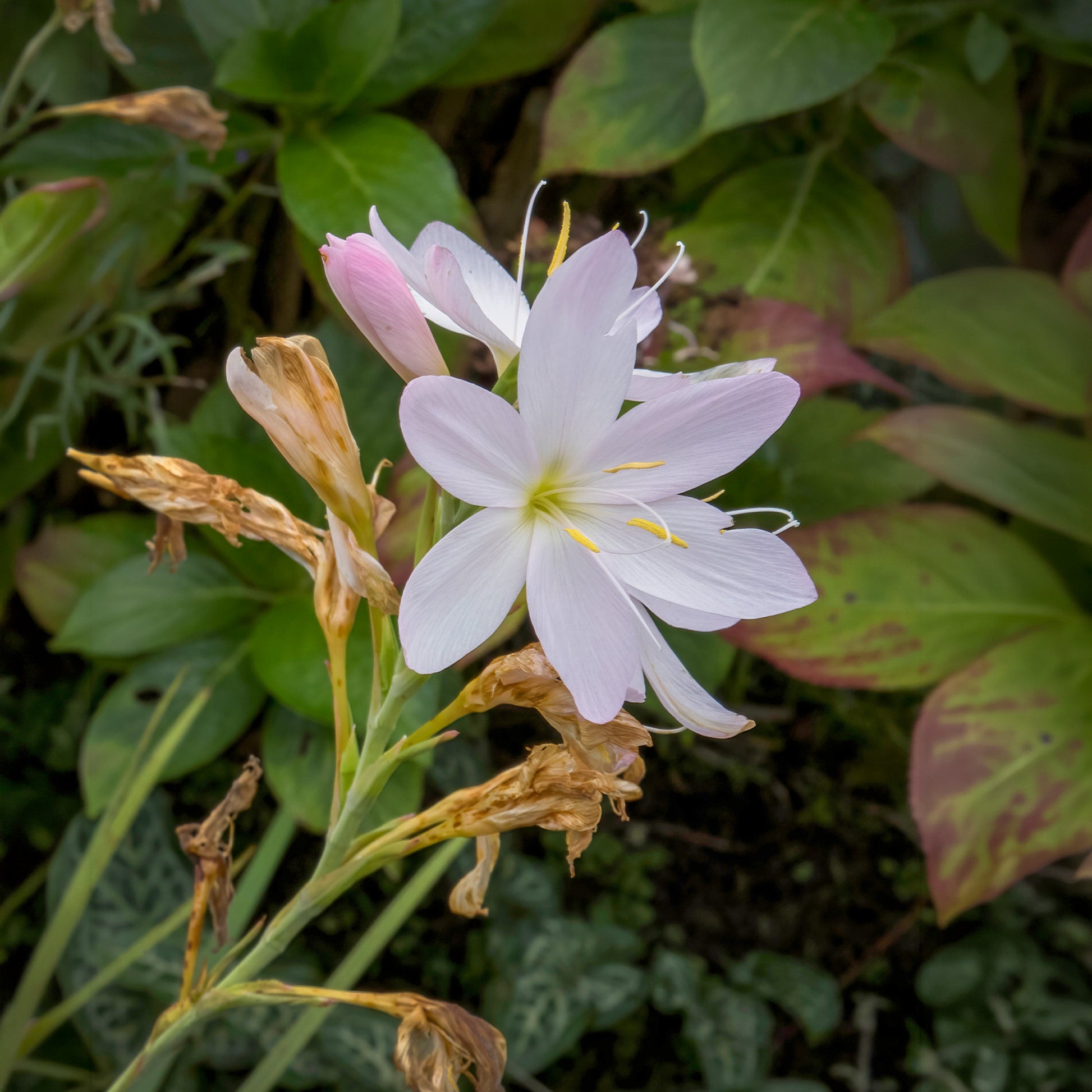 Lys des cafres blanc - Bakker