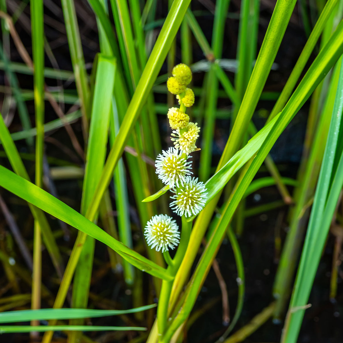 Sparganium erectum - Rubanier d'eau - Plantes aquatiques