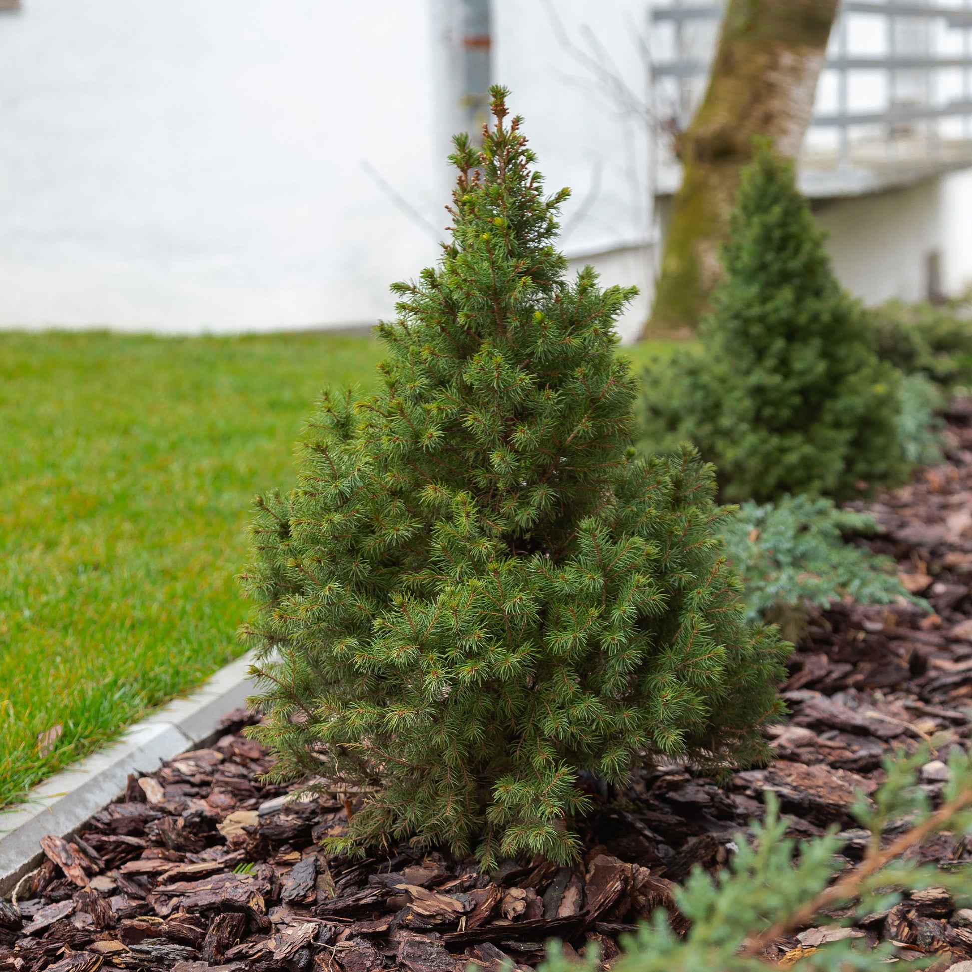 Picea glauca Conica - Picea glauca Conica - Conifères
