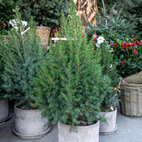 Picea glauca Conica - Bakker