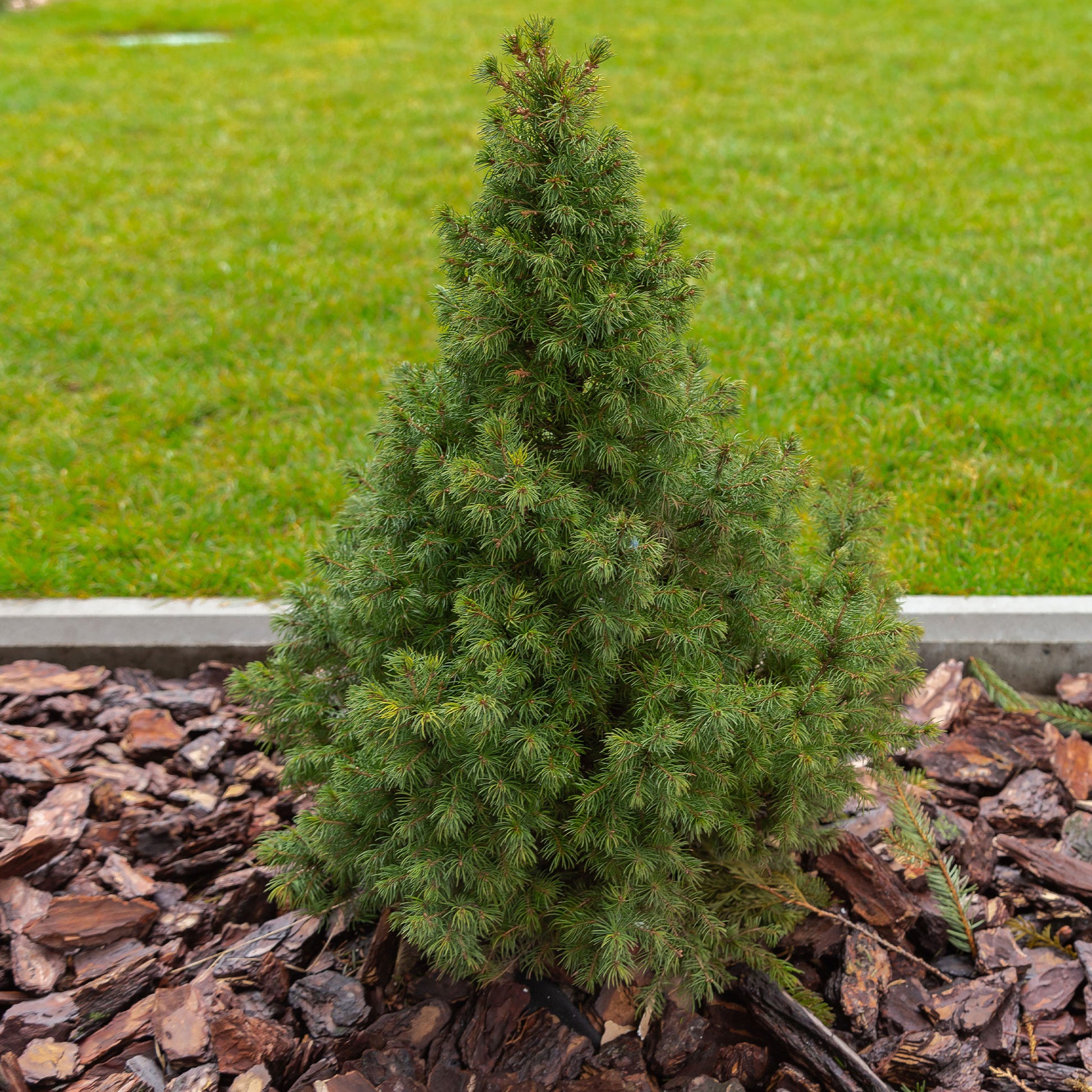 Picea glauca Conica - Picea glauca Conica - Bakker