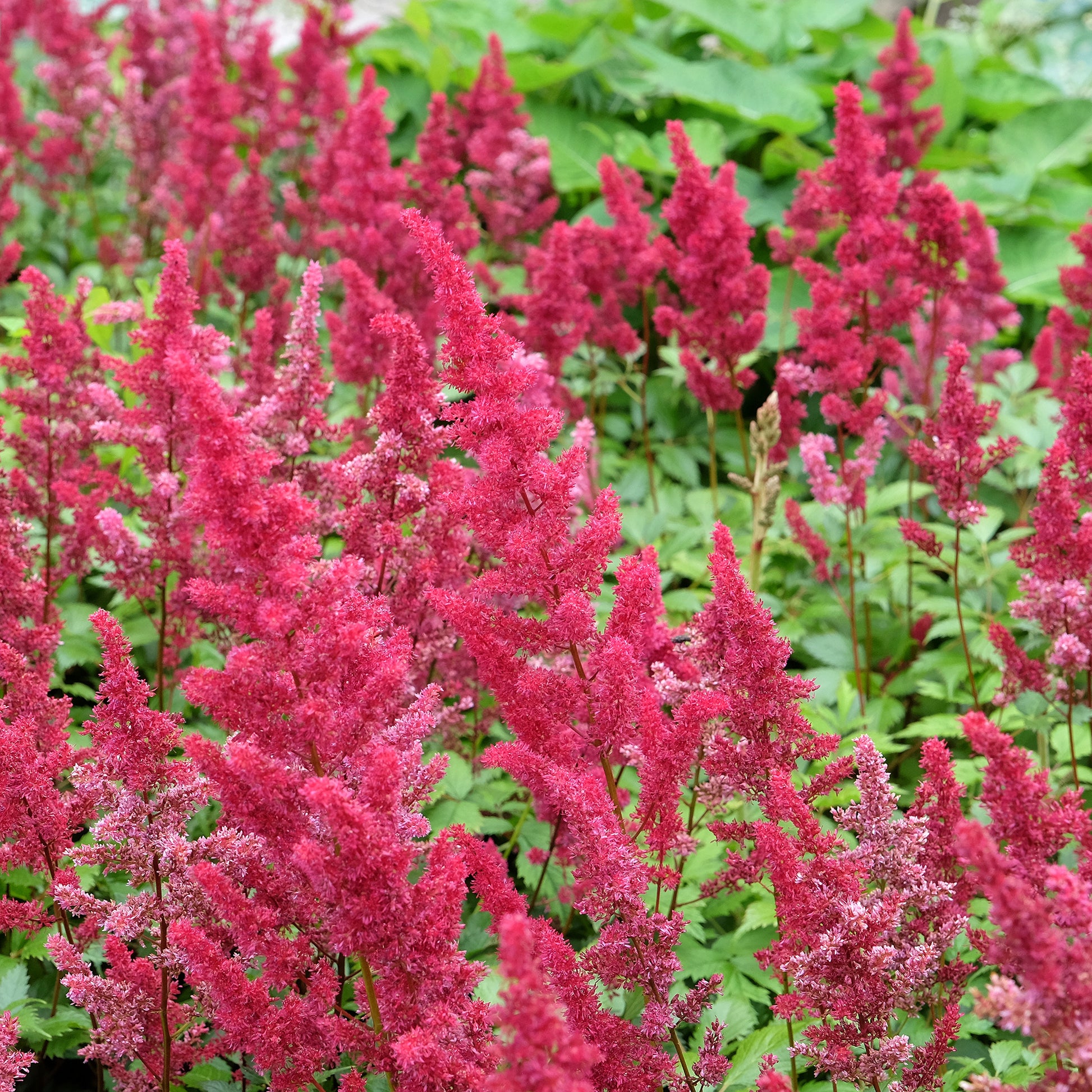 Astilbe d'Arends Fanal - Astilbe arendsii Fanal - Bakker