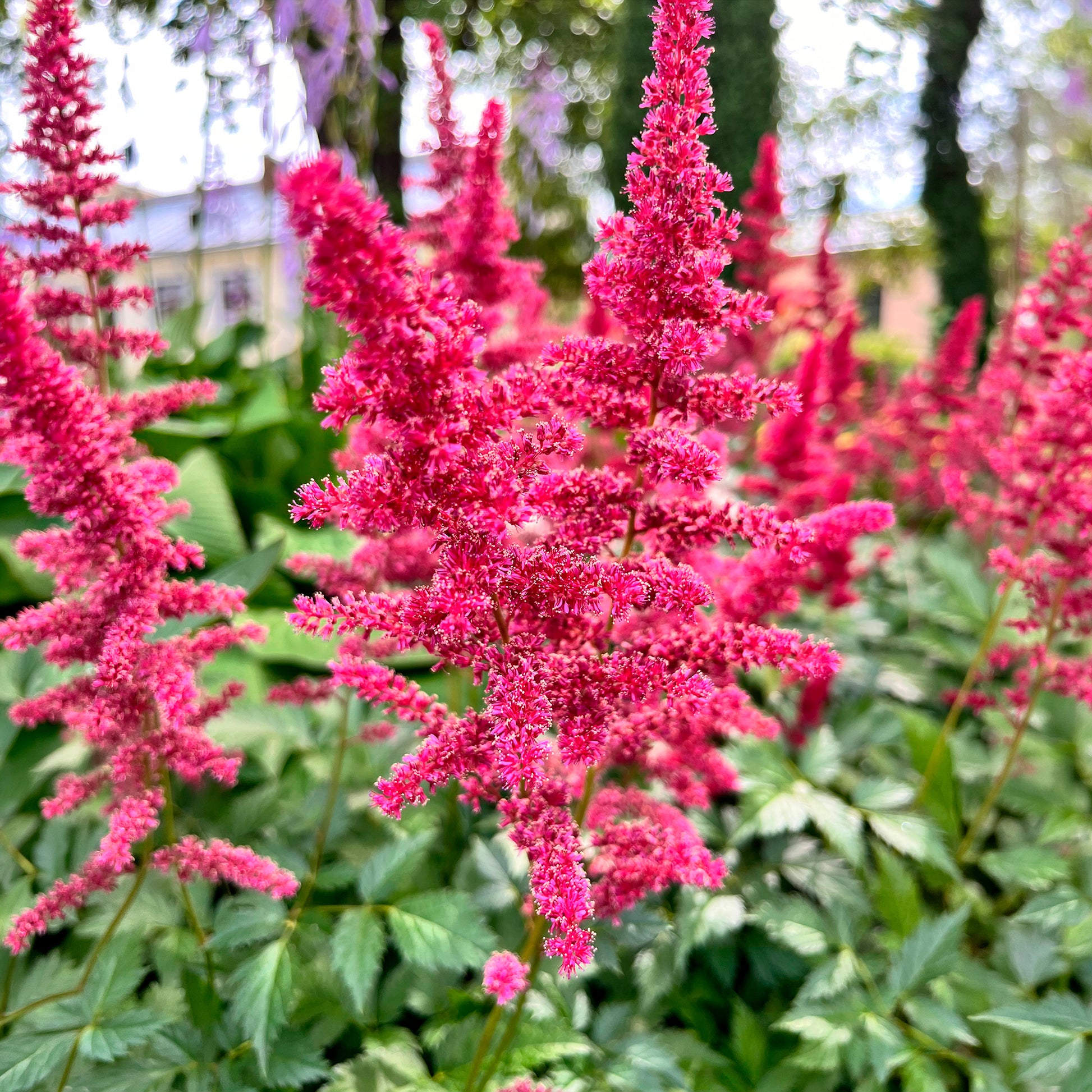 Astilbe d'Arends Fanal - Astilbe arendsii Fanal - Bakker