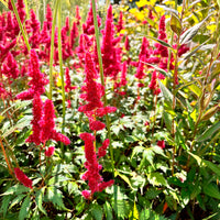 Astilbe arendsii Fanal - Astilbe d'Arends Fanal - Astilbe