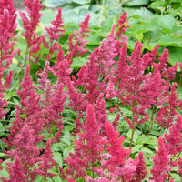 Astilbe - Astilbe d'Arends Fanal - Astilbe arendsii Fanal