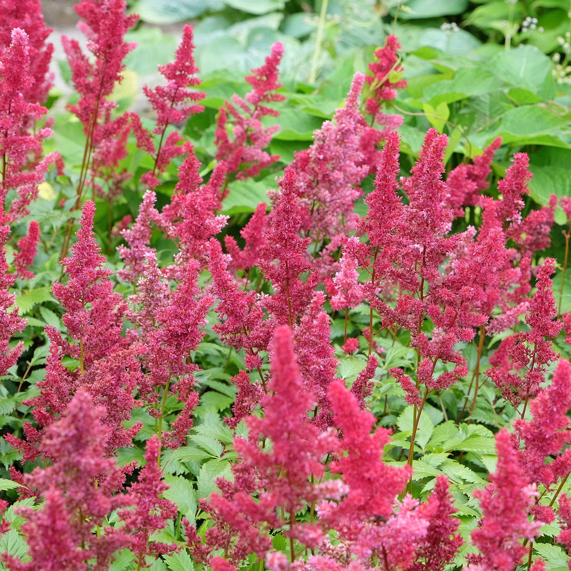 Astilbe - Astilbe d'Arends Fanal - Astilbe arendsii Fanal