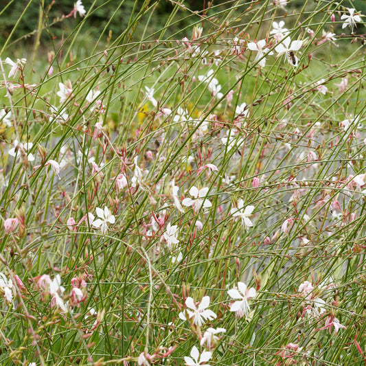 Gaura Corrie's Gold - Bakker