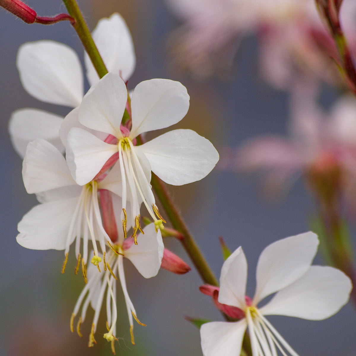 Vente Gaura Corrie's Gold - Gaura lindheimeri Corrie's Gold