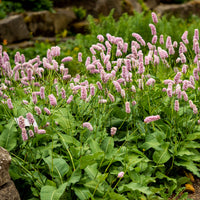Renouée Persicaria bistorta Superba - Persicaria bistorta Superba - Bakker